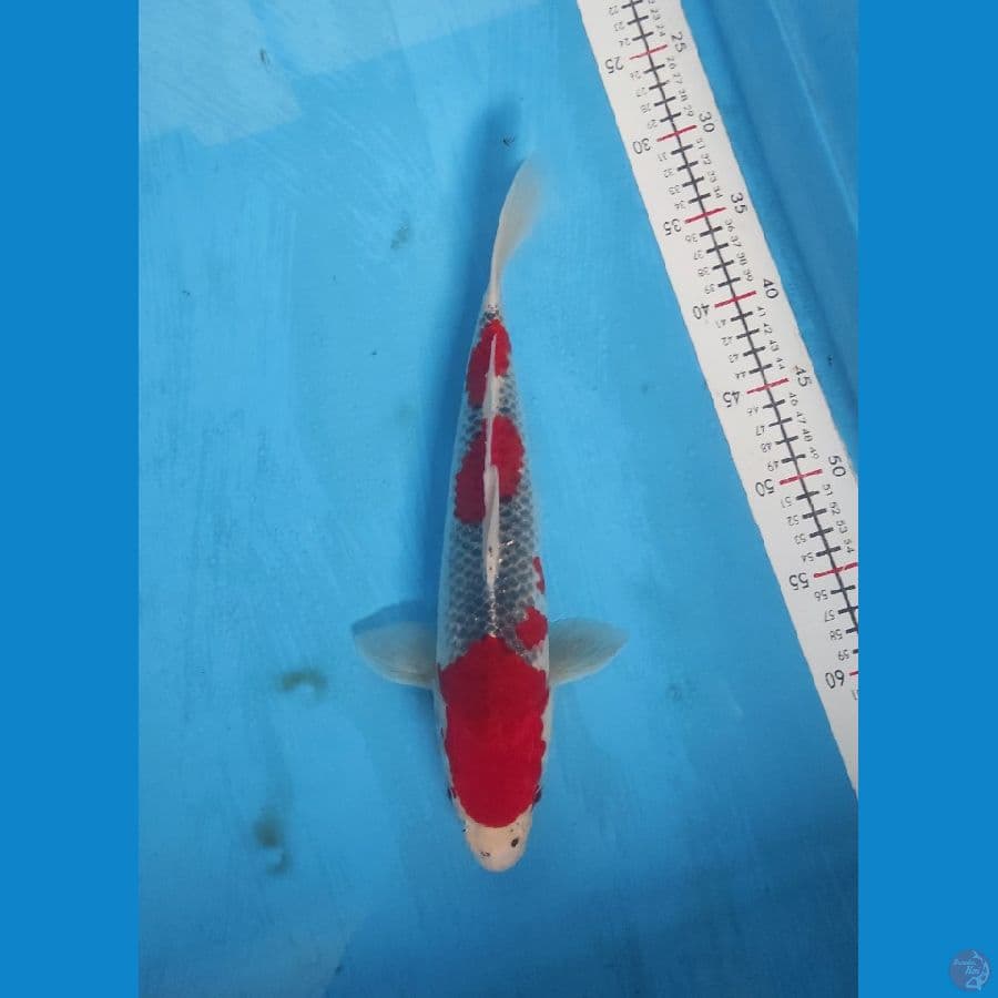 gosiki 35cm.unclek