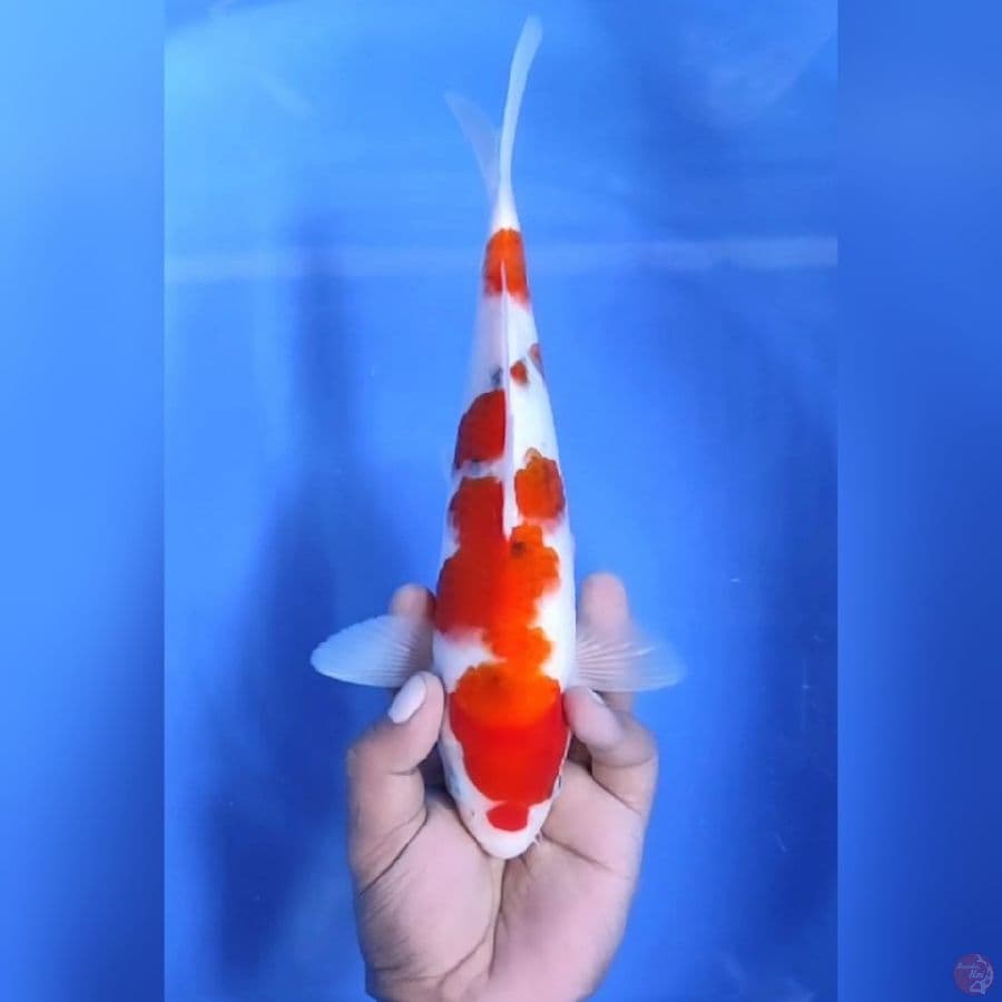 SANKE TATEGOI #23CM - M