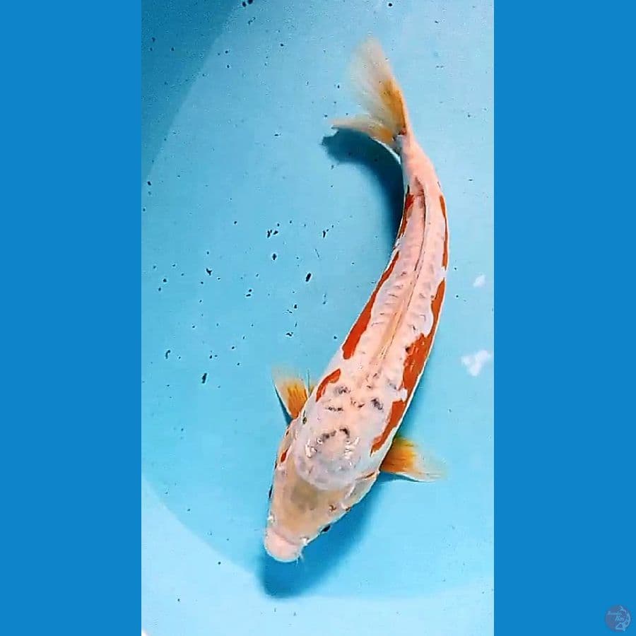 34 cm sushui koshui