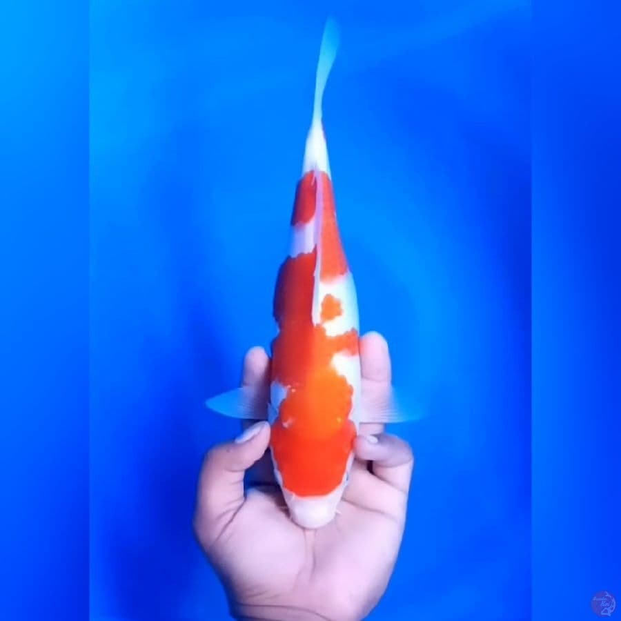 KOHAKU # 29CM - F