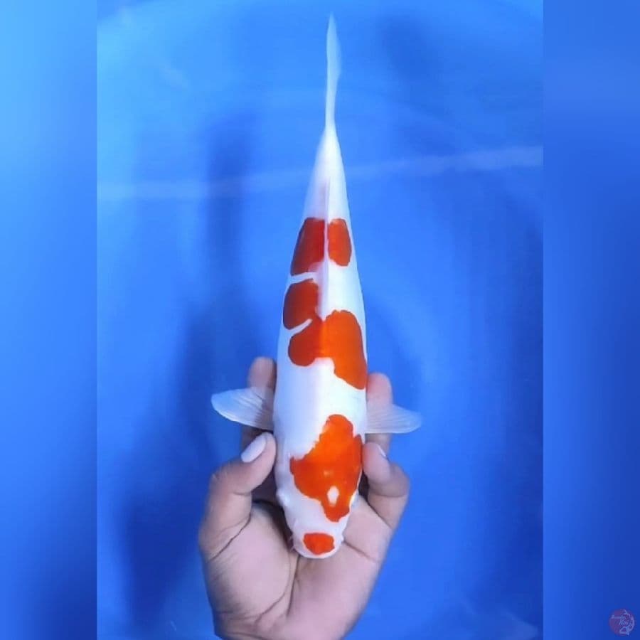 KOHAKU DOITSU MURNI # 30CM - F
