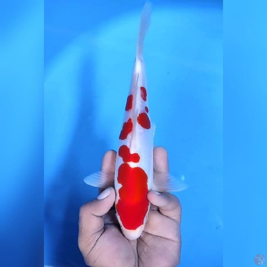 STRONG DOITSU MURNI # 26CM - M
