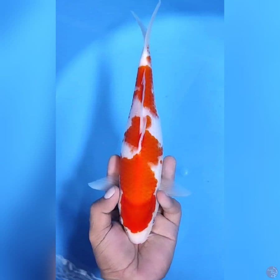 KOHAKU MANTAP # 29CM - F