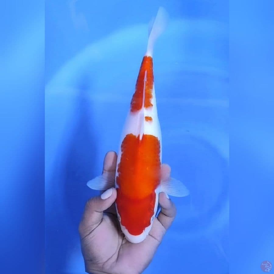 KOHAKU GOD BODY # 30CM - F