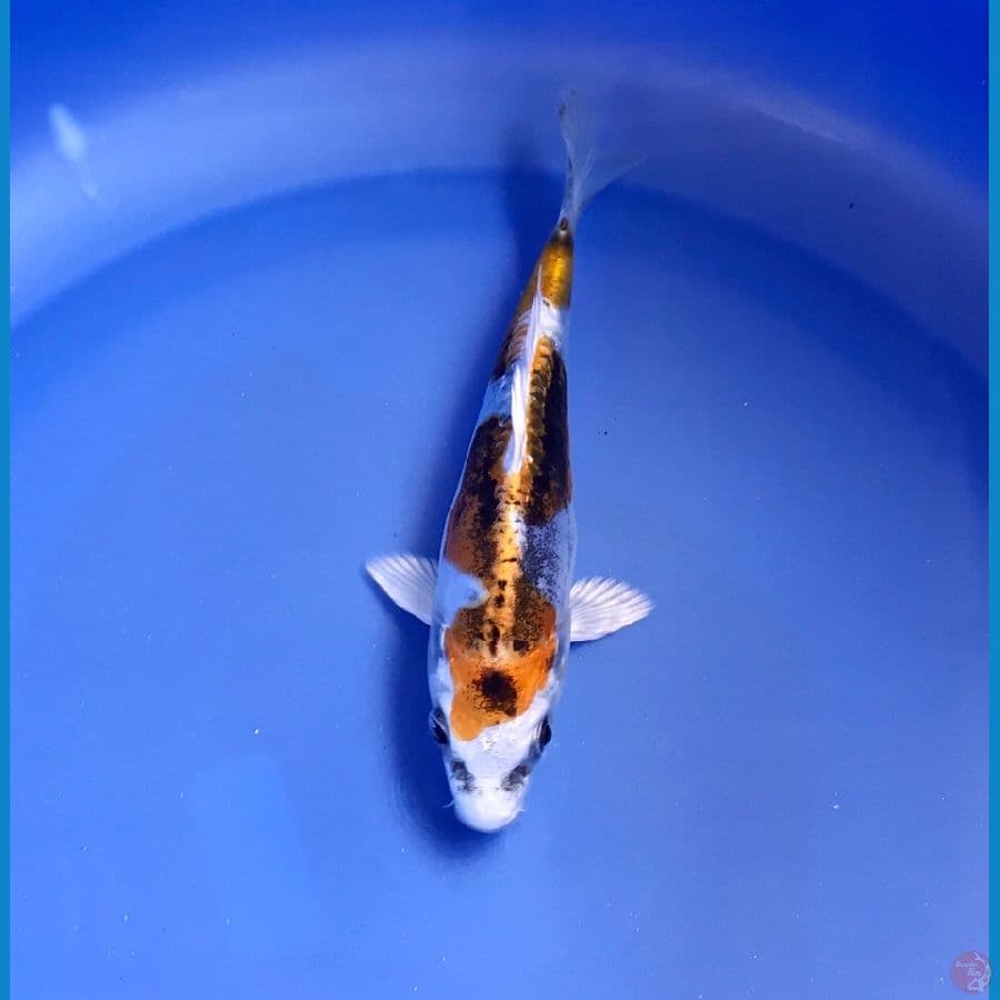 kiko inazuma 13cm