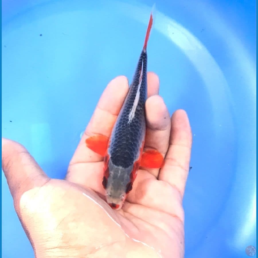 asagi 15cm
