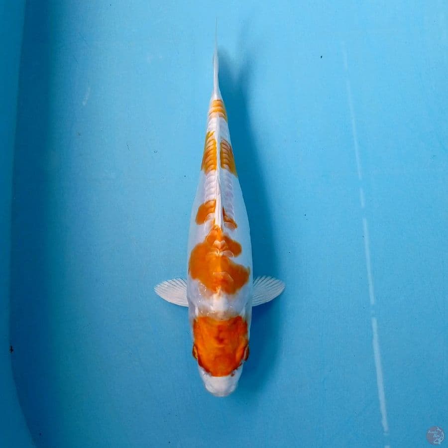 kikushui maruten, 25 cm