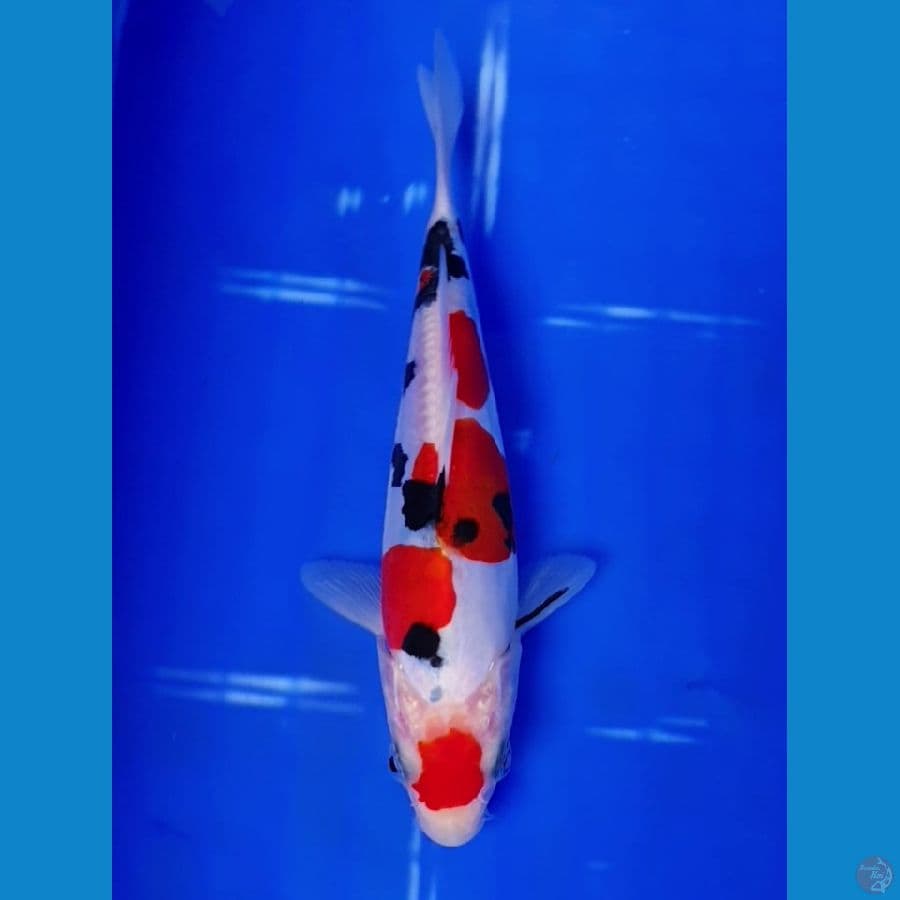Doitsu Sanke SQ 18cm