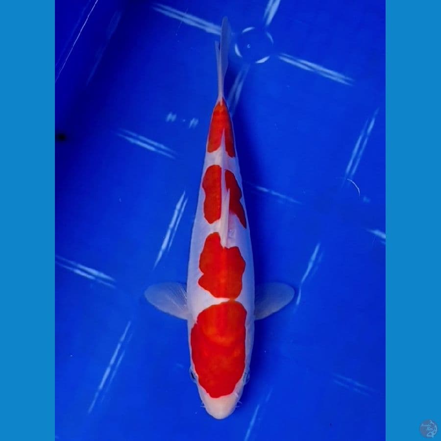 Doitsu Kohaku Bahan keeping 25cm