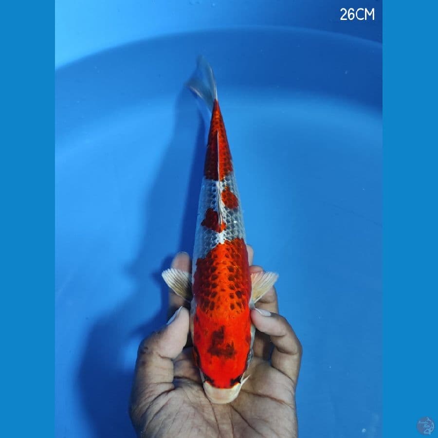 GINGGA 26CM