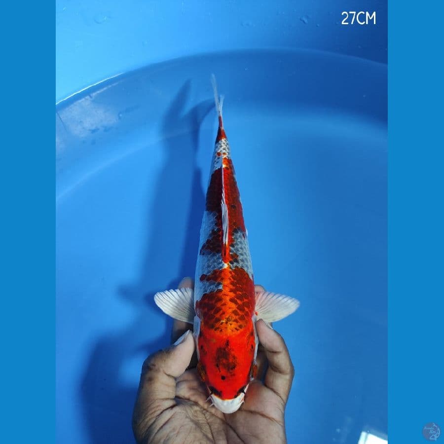 HQ BENI GINGGA 27CM