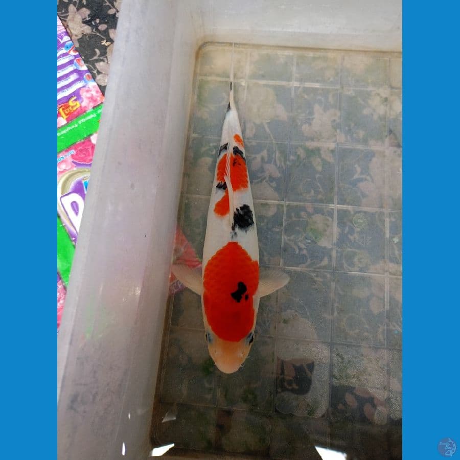 shanke 24cm jantan kualitas nilai sendiri