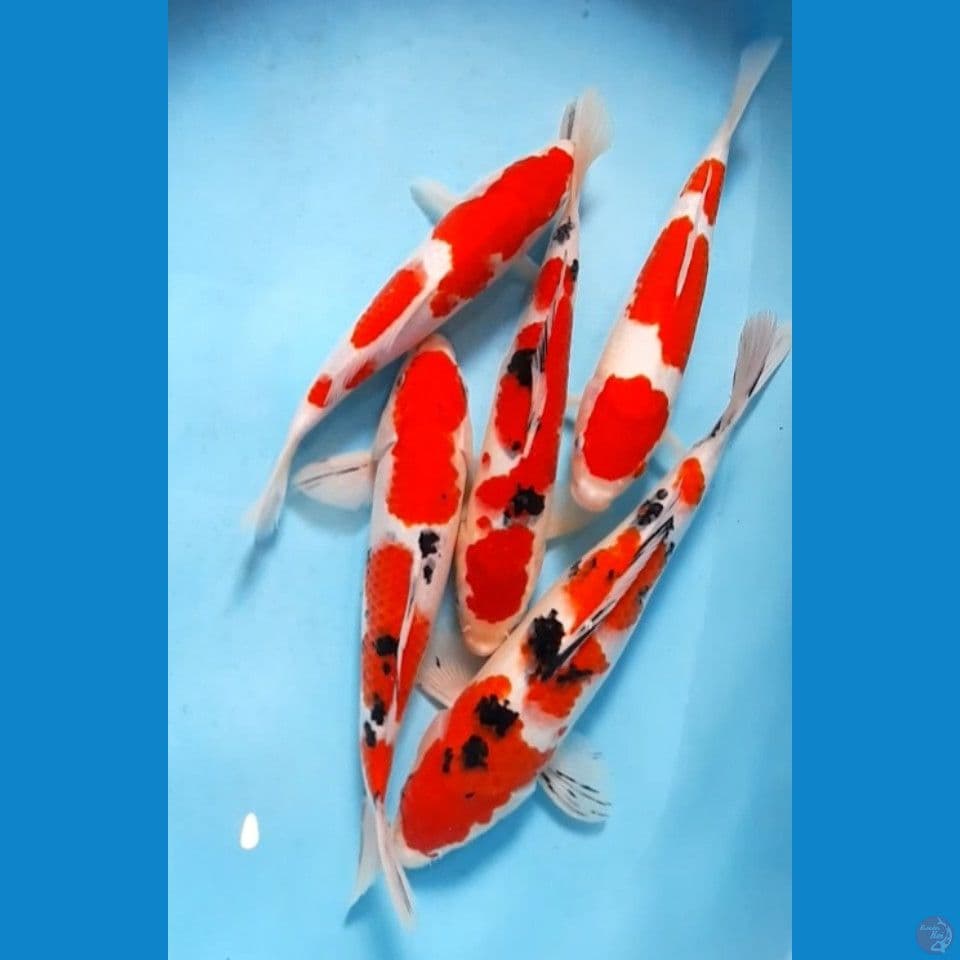 mix 27-35 cm