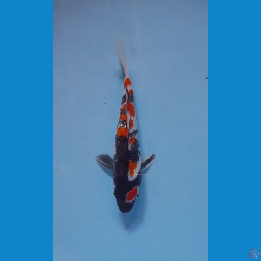 showa ginrin 25 cm