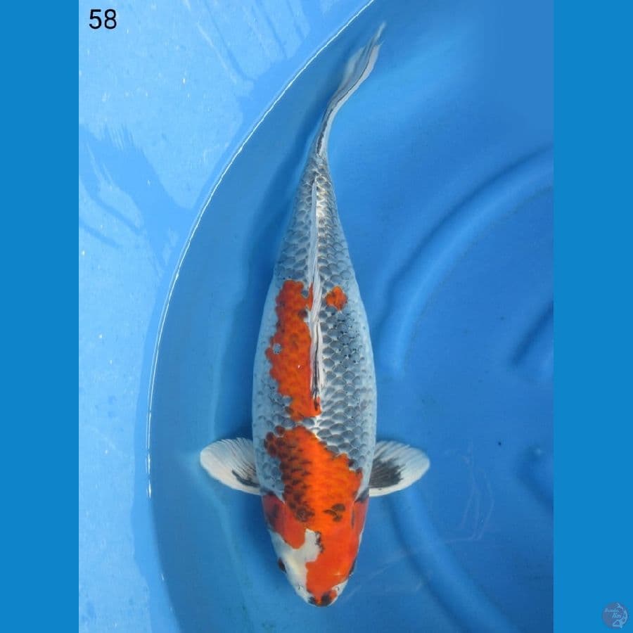 58cm - Indukan siap