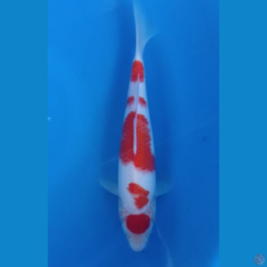kohaku 27cm