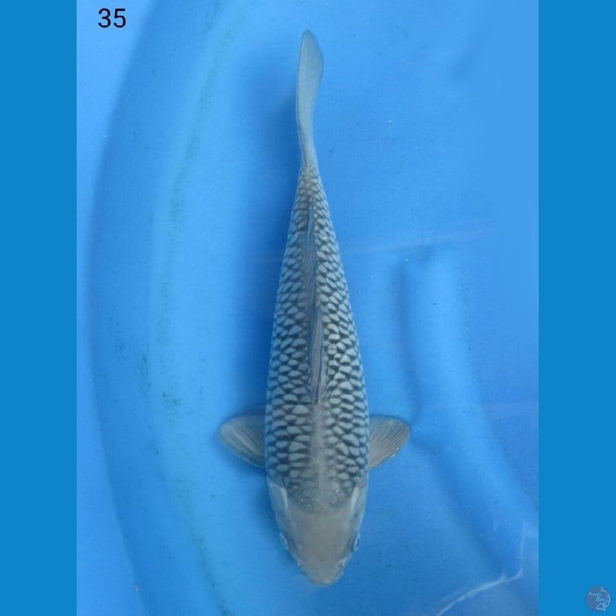 35cm - Soragoi ring langka no bocor