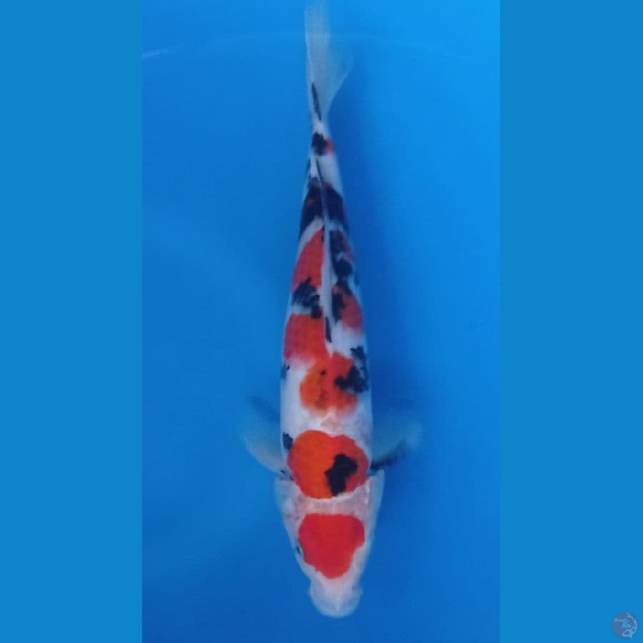 sanke maruten 28cm