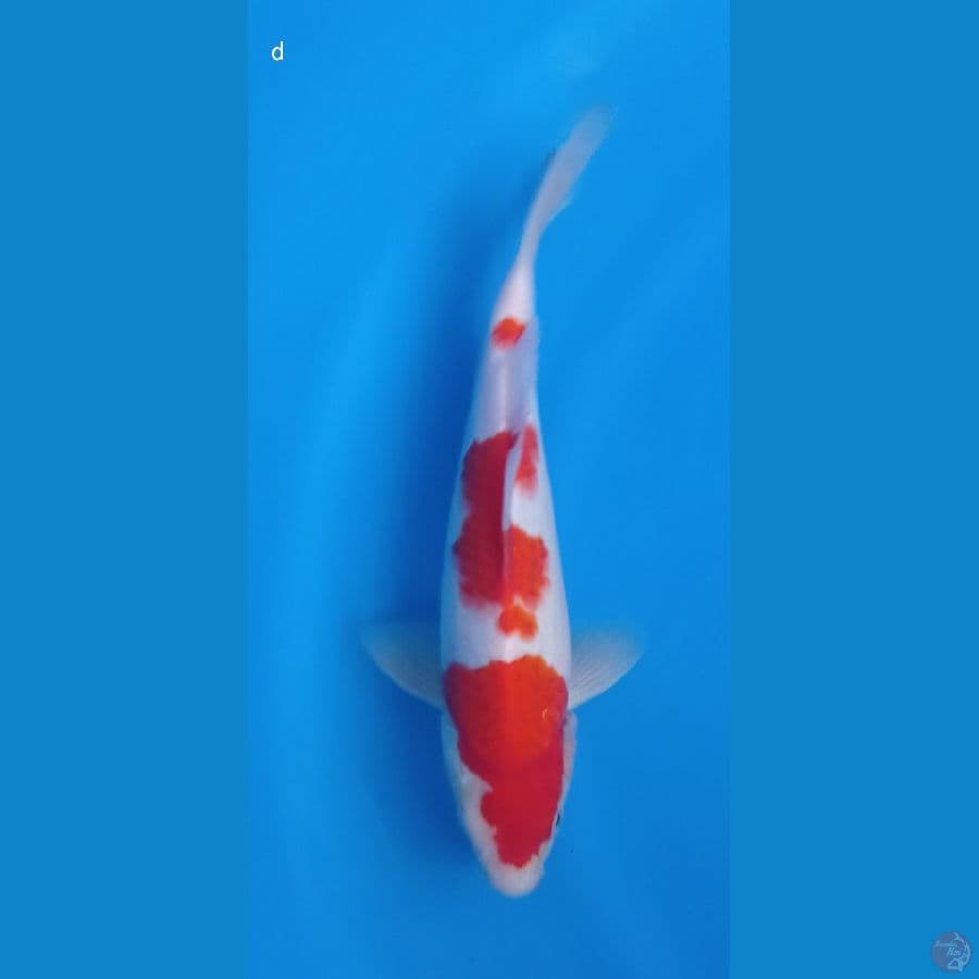 kohaku 27cm