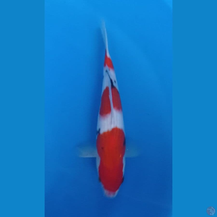 sanke 30cm