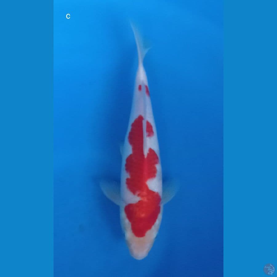 kohaku panah merah 28cm
