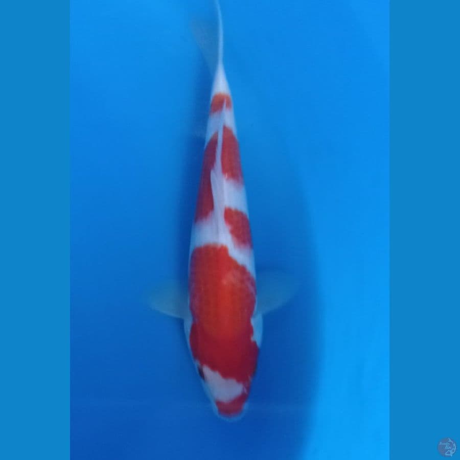kucibeni kohaku 28cm