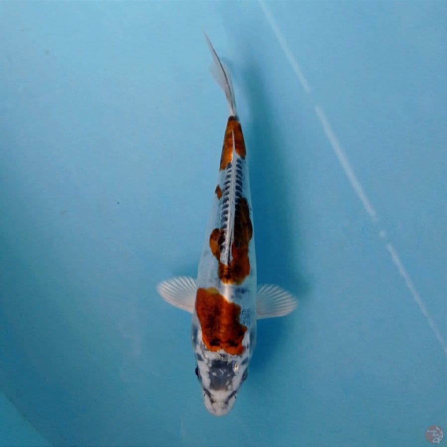 kiko, 18 cm