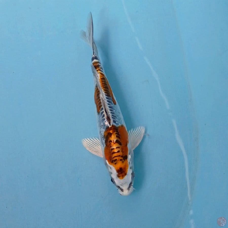 kiko, 16 cm
