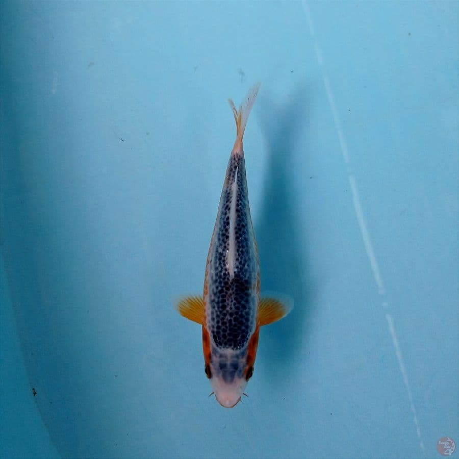 asagi, 17 cm