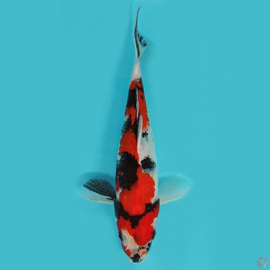 Original showa 23 cm