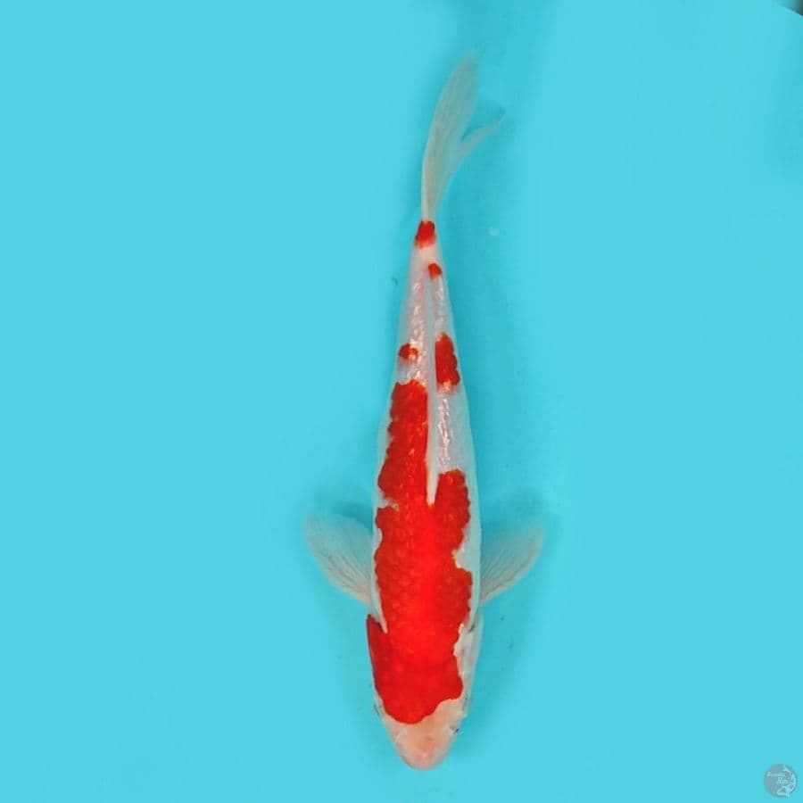 Gindrin kohaku 25bu