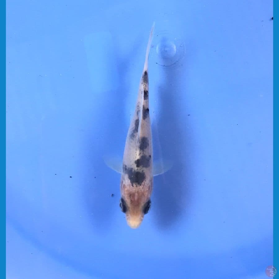 bekko 10cm