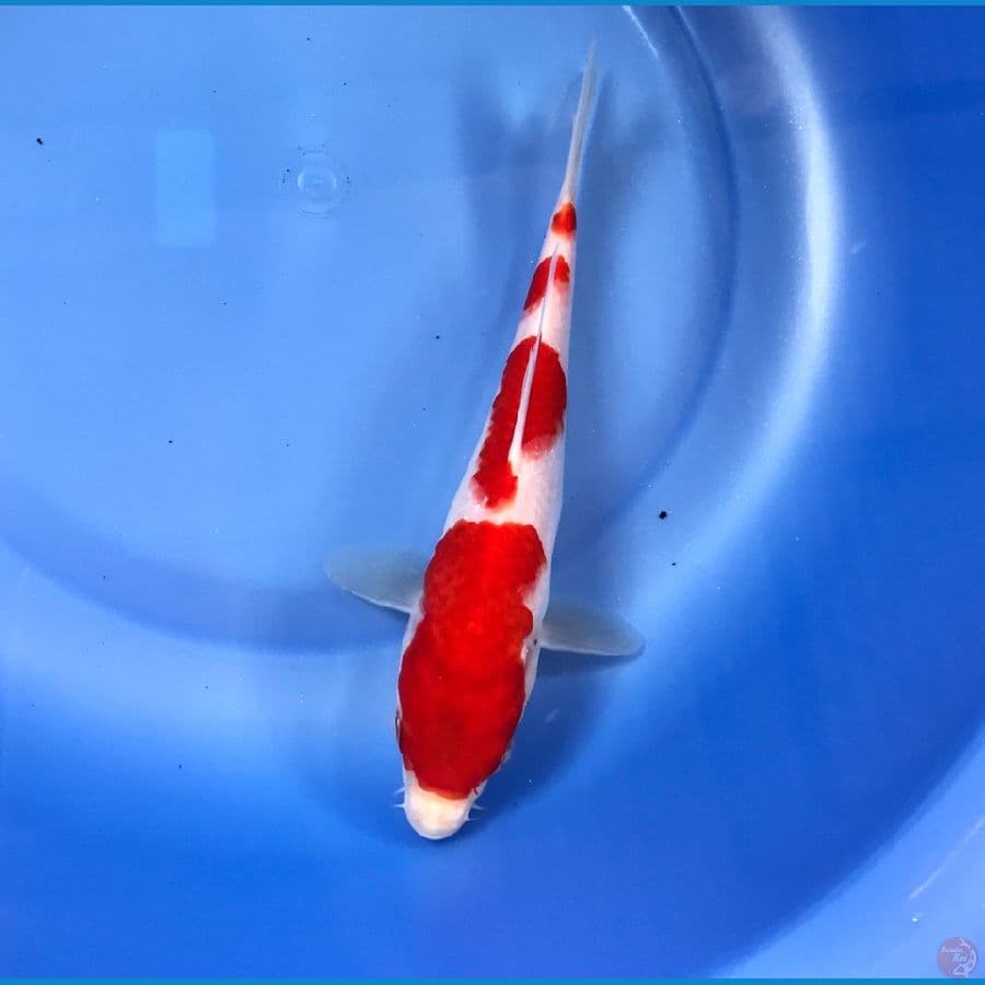 kohaku 20cm