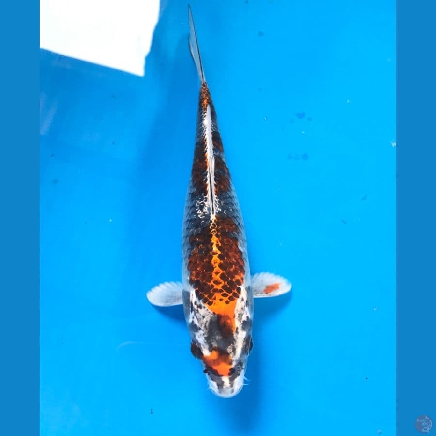 beni gingga 20cm