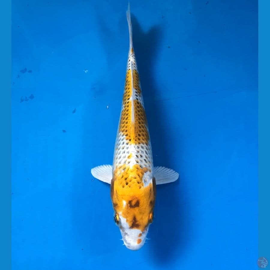 kujaku 20cm