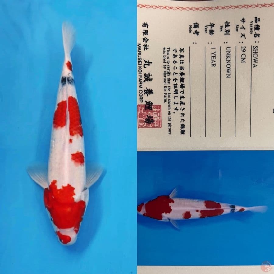 marusei showa 35cm