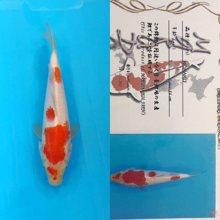 marudo kohaku 26cm