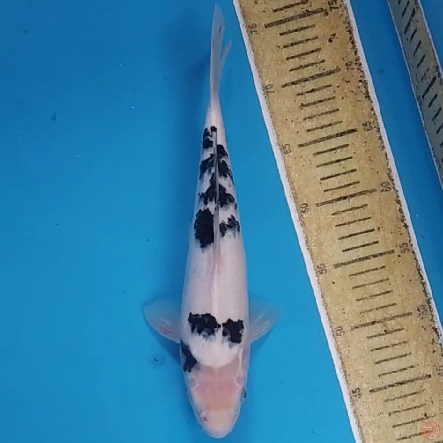 Shiro Bekko ~31 M