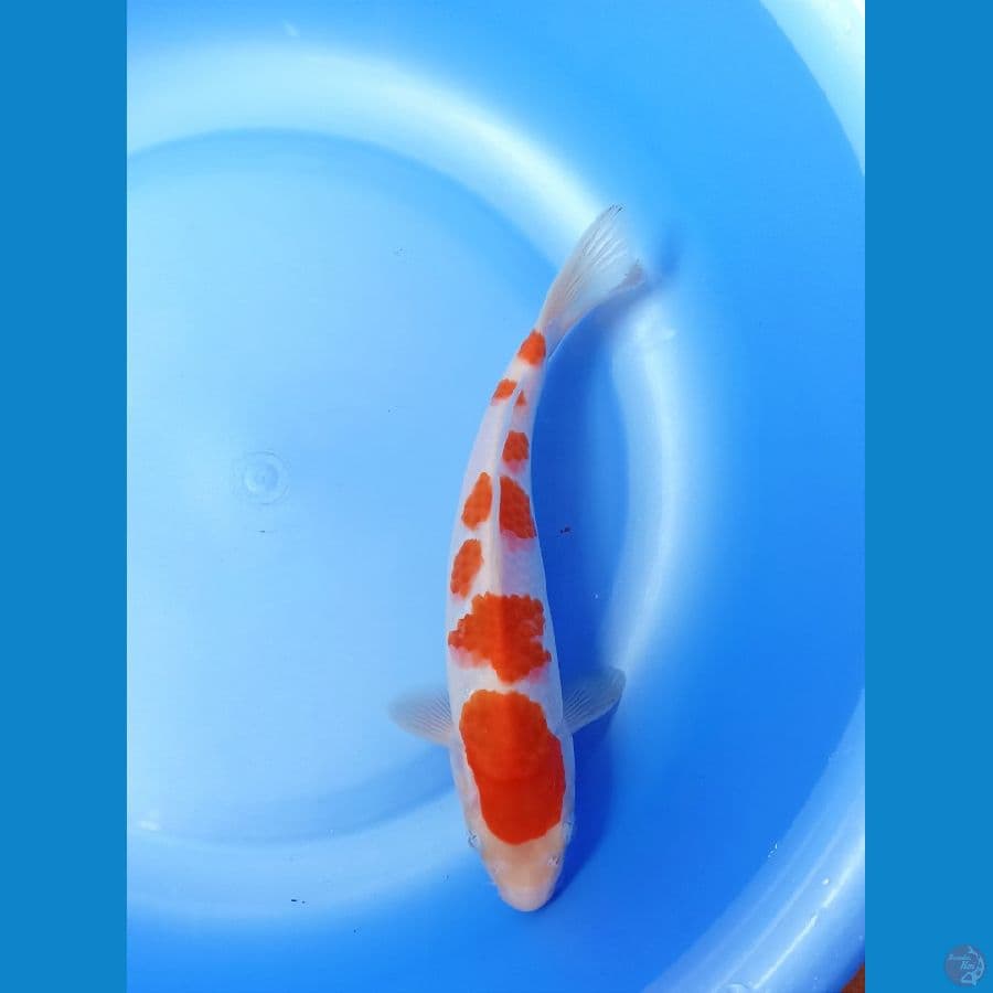 Kohaku 22cm