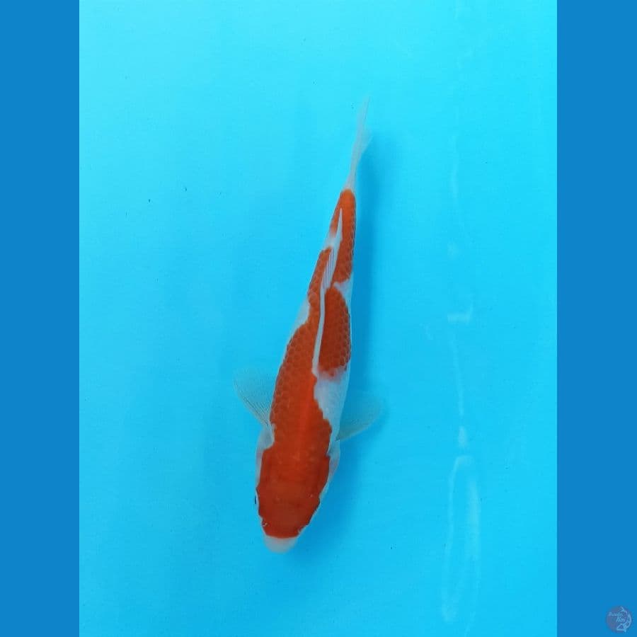 Kohaku Inazuma 19cm