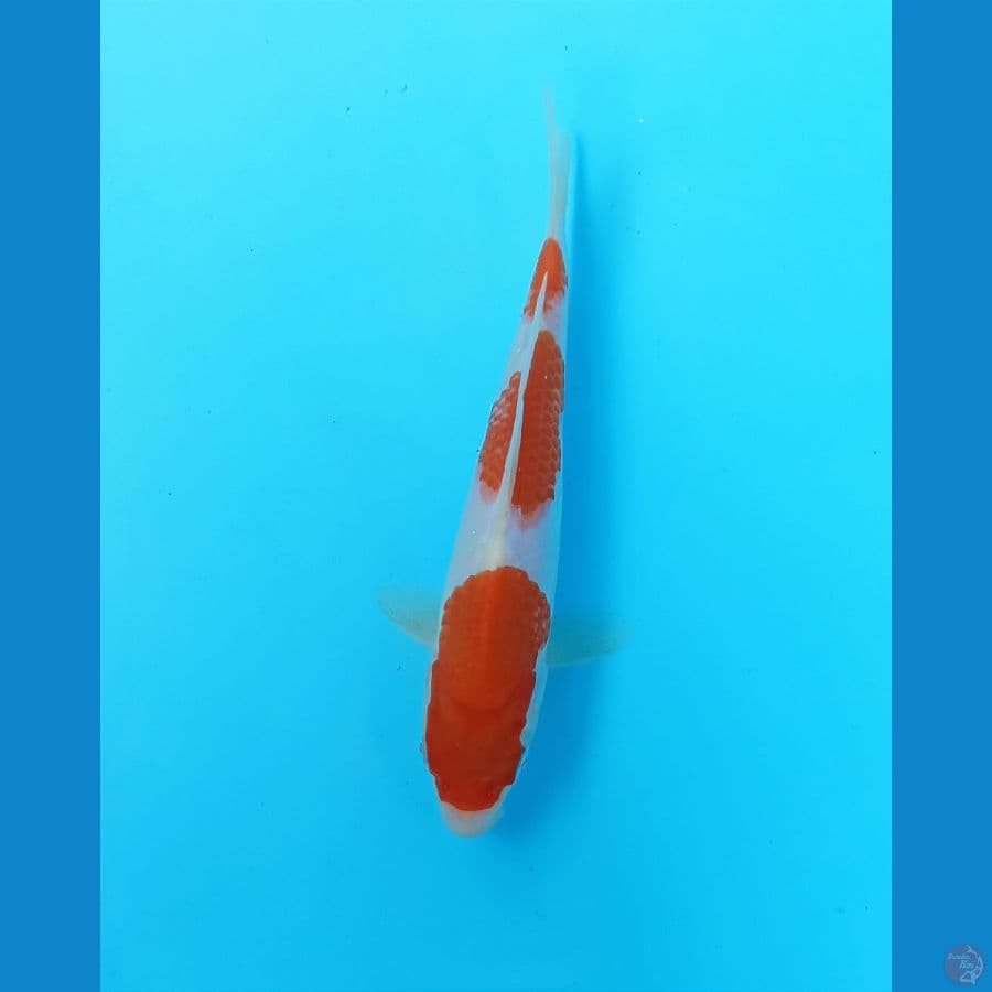 Kohaku 19cm