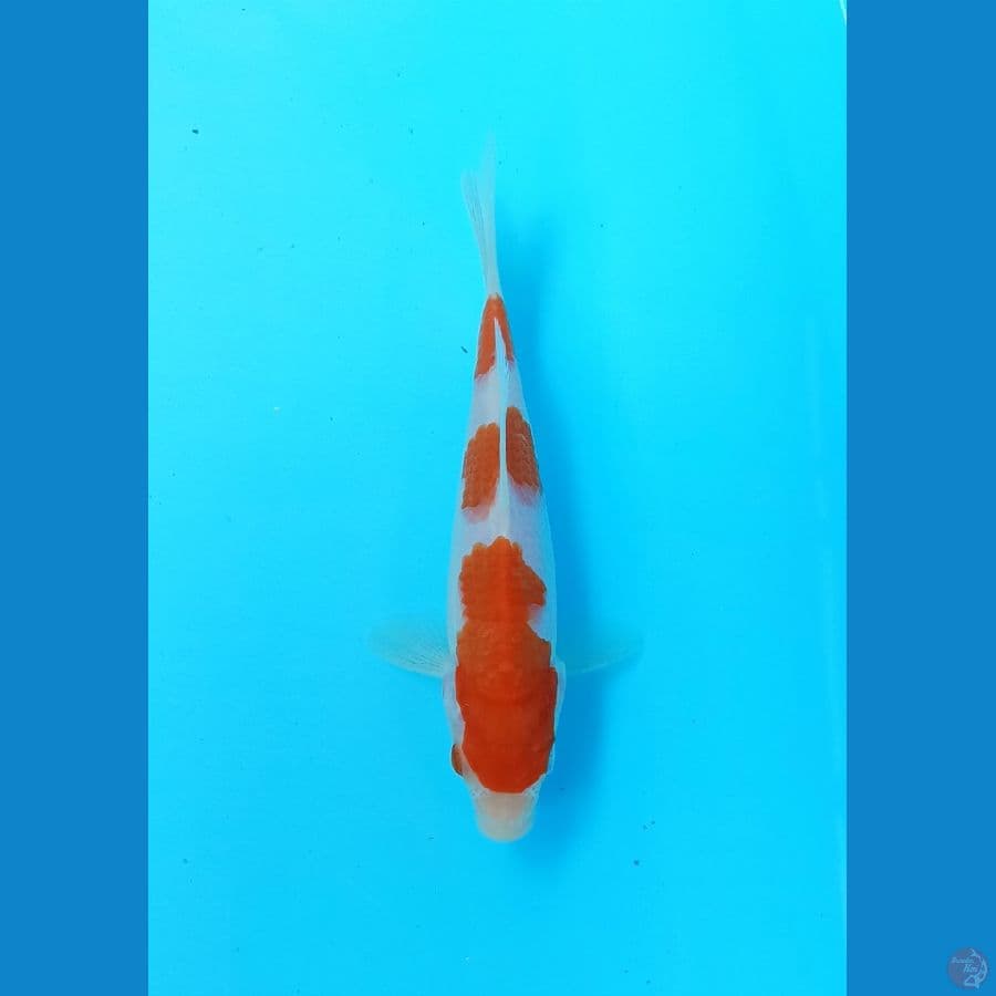 Kohaku 16cm