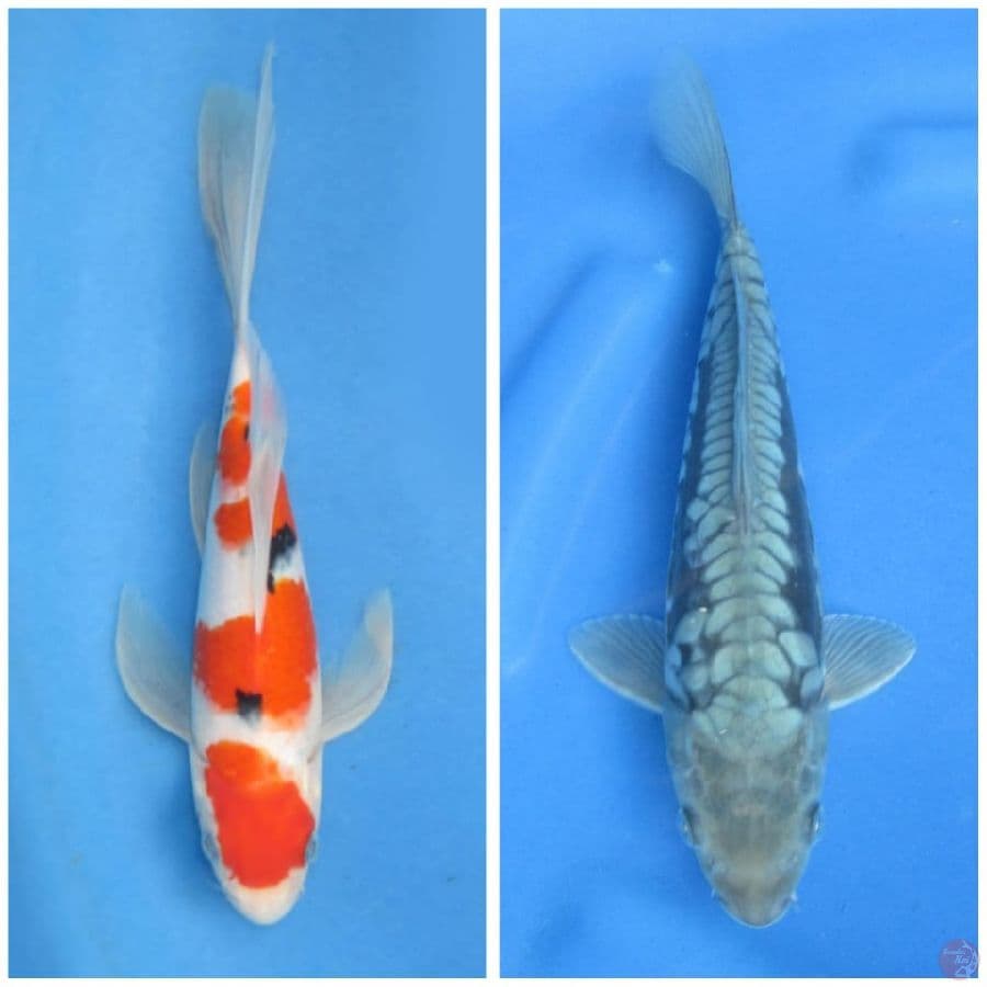 Paket isi kolam 25 and 27cm