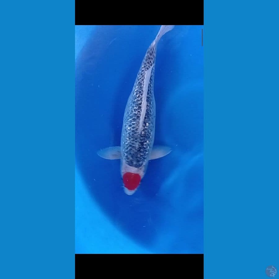tanco gosiki ginrin 40cm