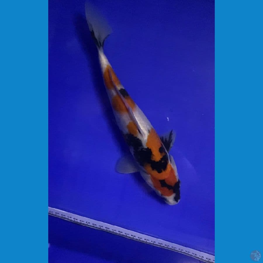 kindai showa bahan show cater bagian belakang 29cm
