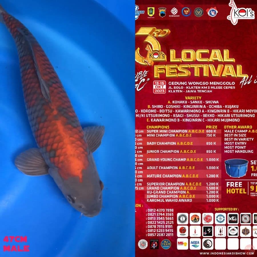 Ociba 50BU~Male