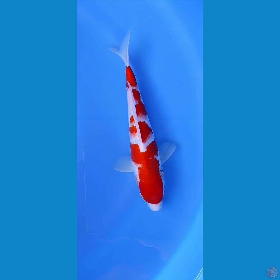 Kohaku 25 up