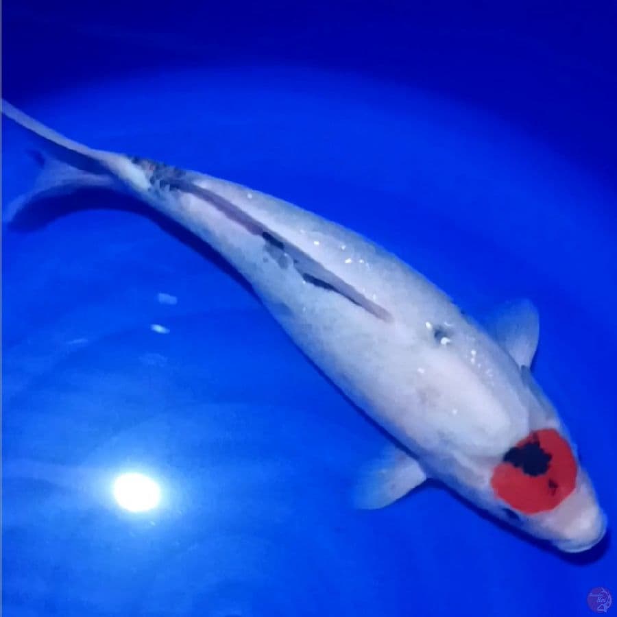 tancho showa berpunuk 42cm