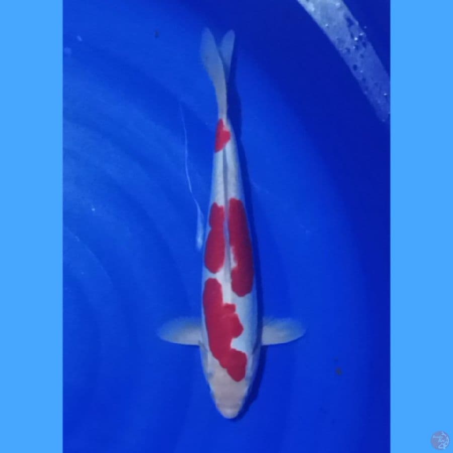 kohaku doit 30 cm