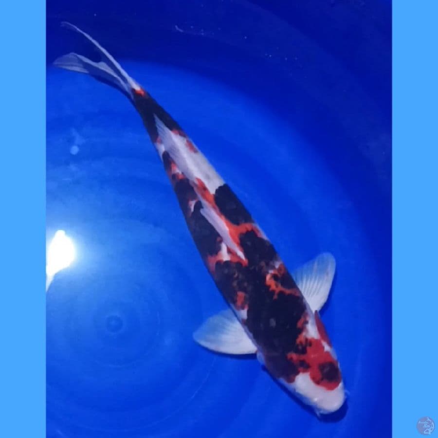 koromo 56 cm